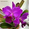 Cattleya labiata var. rubra 'Ching Hua #1'